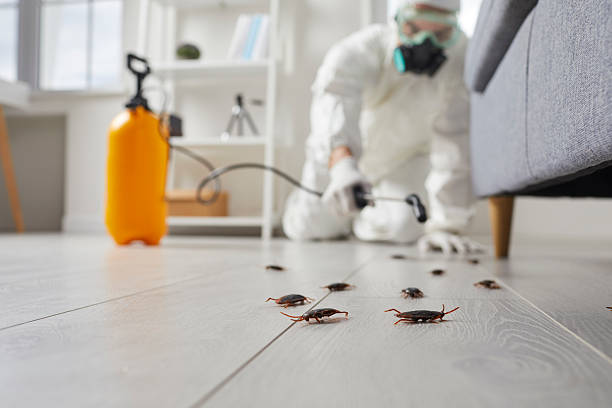 Commercial Kitchen Cockroach Control in The Woodlands